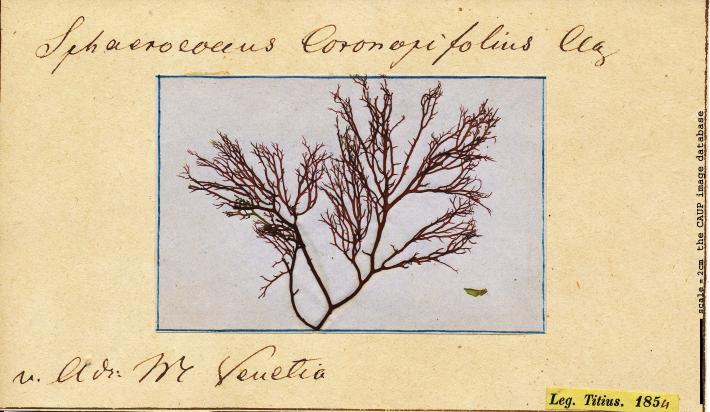 Sphaerococcus coronopifolius 104.jpg